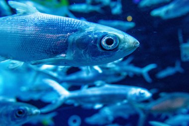 Akvaryumdaki balıklar, yaklaşın.