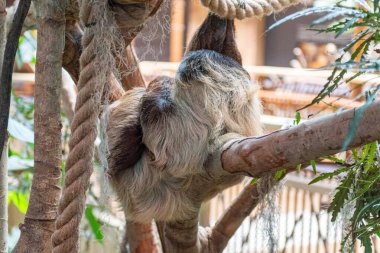 Maymun ağaç üzerinde