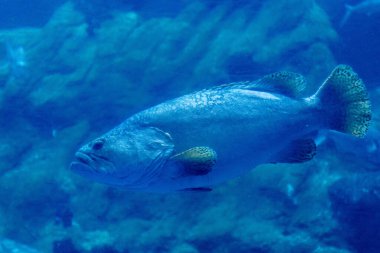 Güzel mavi denizin sualtı manzarası