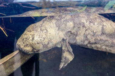 Akvaryumdaki kaplumbağanın yakın plan fotoğrafı.