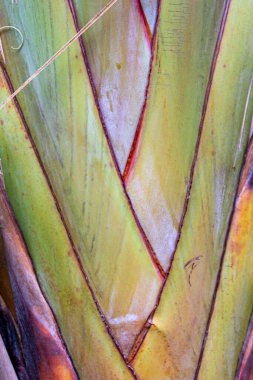 Yeşil bir yaprağa yaklaş