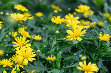 Bahçedeki sarı çiçekler