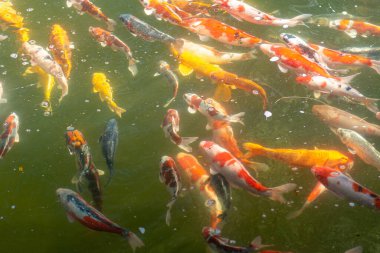 Hong Kong 2024 Seyahat