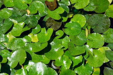 Hong Kong 2024 Seyahat