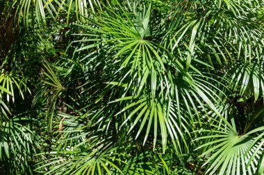 Hong Kong 2024 Seyahat