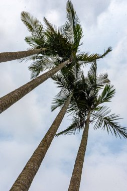 Mavi gökyüzü olan palmiye ağacı