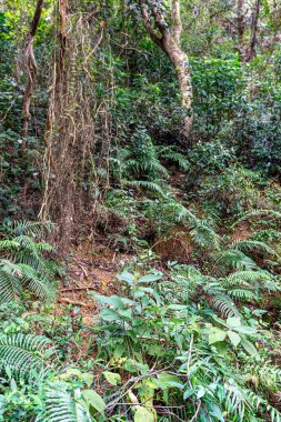 büyük ağaç gövdesi içinde tropikal orman