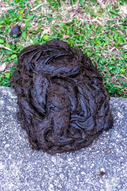 Yerde taze siyah sığır gübresi