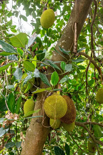 stock image Large jack fruit hanging from trees in Asia