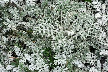 Güzel botanik fotoğrafı, doğal duvar kağıdı.