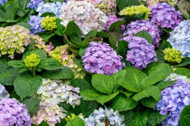 Güzel ortanca çiçekleri. Bahçedeki ortanca çiçeği.