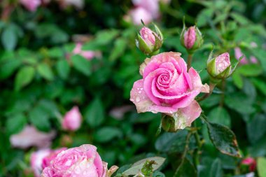 Bahçede pembe güller.