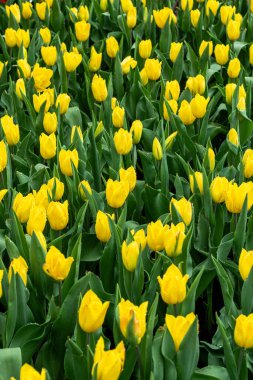 Bahçedeki güzel laleler