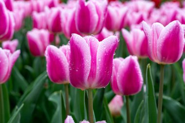 Hollanda 'daki bahçede laleler