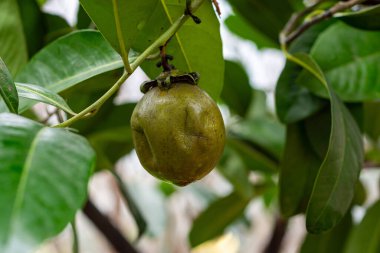 Yapraklı mango meyvesini yakın.