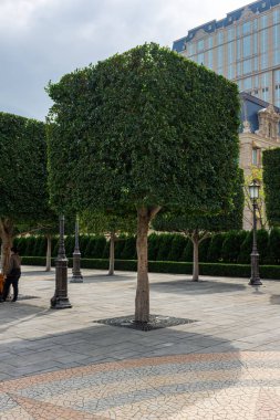 Paris, küp şeklinde ağaçlar.