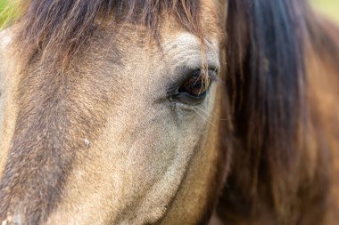 Kahverengi yüzlü ve siyah yeleli bir at.