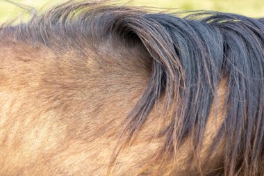 Uzun yeleli ve kahverengi paltolu bir at.