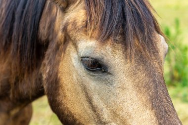 Siyah yeleli ve kahverengi yüzlü bir at.