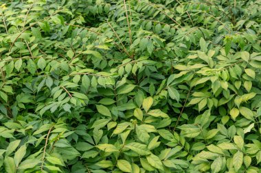 Yeşil yapraklardan bir çalı