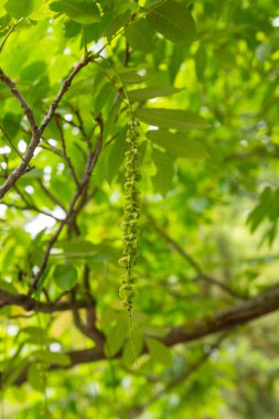 Yeşil yapraklı ağaç dalı