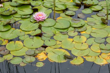 Bir gölün üzerinde yüzen pembe bir çiçek.