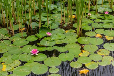 Su zambakları ve yeşil yapraklı bir gölet.