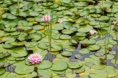 Zambaklı ve nilüferli bir gölet.