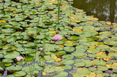 Zambaklı bir gölet ve pembe bir çiçek.