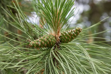 Üzerinde çam kozalağı olan bir çam ağacı.