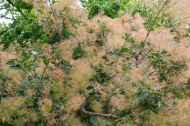 Sıra dışı yaprakları ve yaprakları olan bir ağaç.