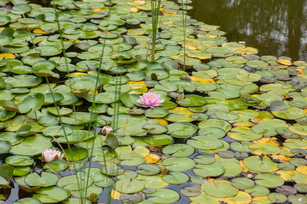 Zambaklı bir gölet ve pembe bir çiçek.