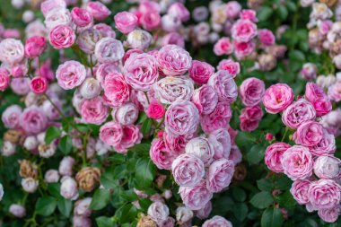 Bahçede yetişen pembe güller