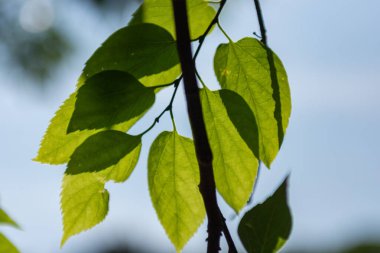 Mavi gökyüzüne karşı yeşil yapraklı bir dal.