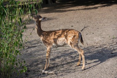 Bir geyik ağacın yakınındaki çamurda duruyor.