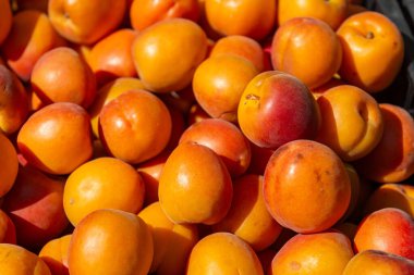 Bir sepet dolusu olgun kayısı.