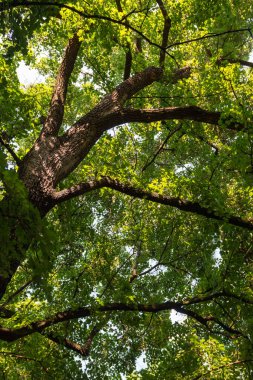 Büyük bir ağaç dalı yeşil bir yaprak.