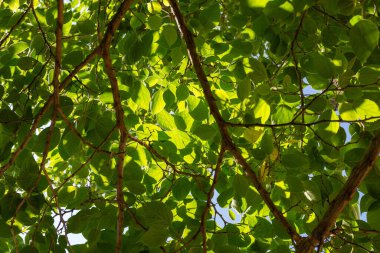 # Ağaç yeşili yaprakların arasında gün ışığı #