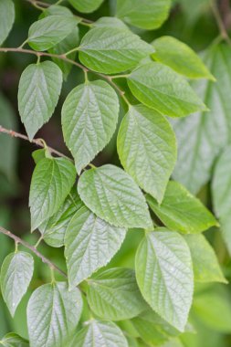 Yeşil yapraklı yapraklı bir bitkinin yakın çekimi.