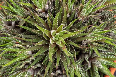 Bir sürü yeşil yapraklı bir bitki.