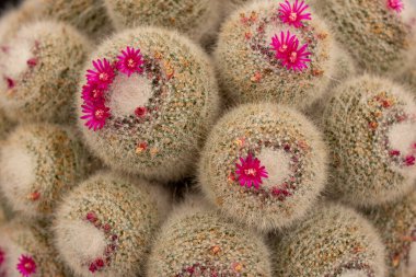 Tenceresinde pembe çiçekler olan bir kaktüs.