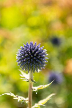 Güzel botanik fotoğrafı, doğal duvar kağıdı.