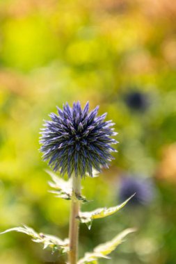 Baharda bahçede yetişen güzel çiçekler.