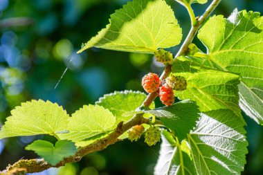 Dut ağacı büyüyen
