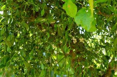 Yeşil yapraklı bir ağacın dalının yakın çekimi.