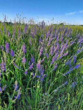 Toprak ekimi, uçsuz bucaksız tarla, yatay konum