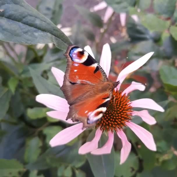 Peacock Motýl Sbírá Nektar Květu Echinacea — Stock video