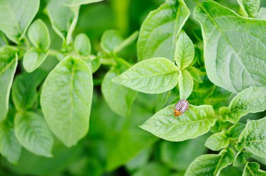Colorado beetles. Young Colorado beetle on a potato leaf. 