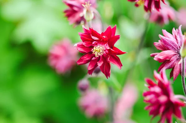 Beautiful Columbine Aquilegia Flowers Flower Garden Selective Focus Blurred Background Stock Image