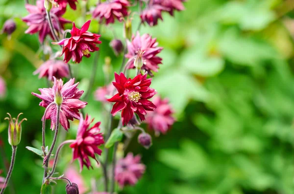 Beautiful Columbine Aquilegia Flowers Flower Garden Selective Focus Blurred Background Stock Picture